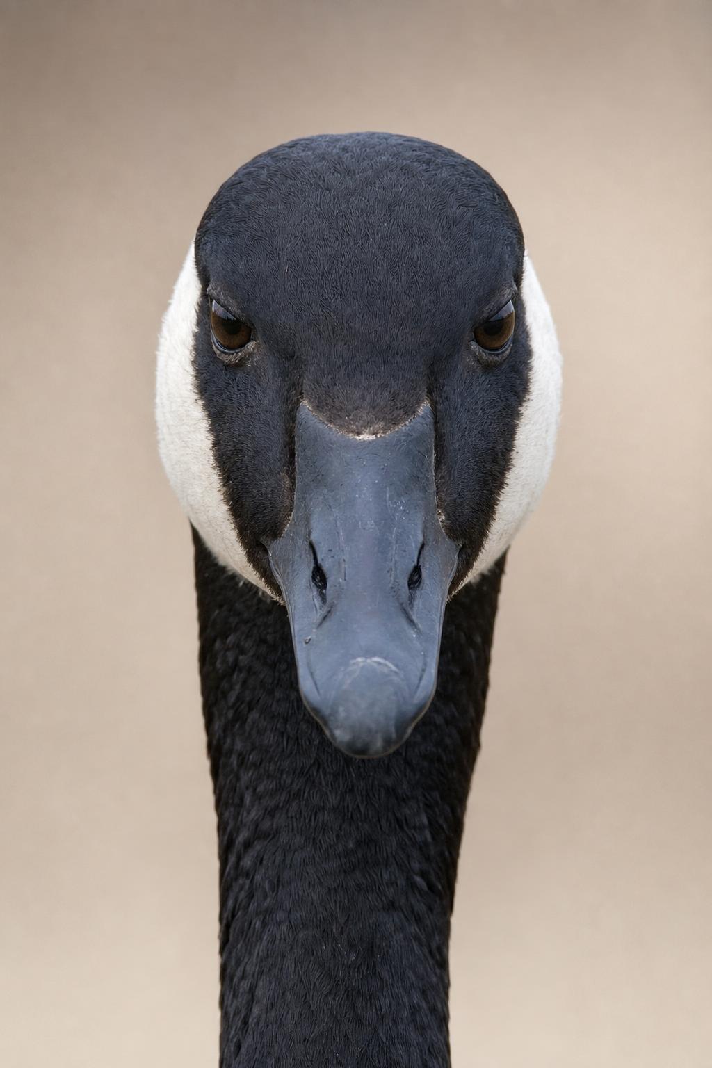 Gustavo
